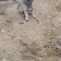 واگذاری توله سگ سرابی