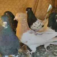 کبوتر کله ای|پرنده|مبارکه, |دیوار