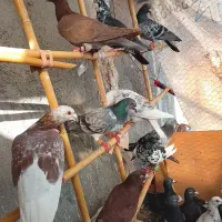 کبوتر آلمانی