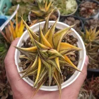 کاکتوس کلکسیونی