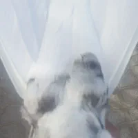 کفتر سرور دم سفید جفت|پرنده|شیراز, تندگویان|دیوار