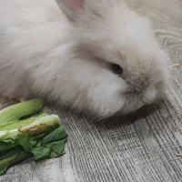خرگوش لوپ