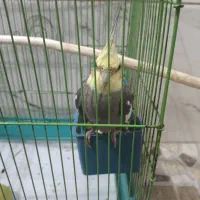 عروس هلندی