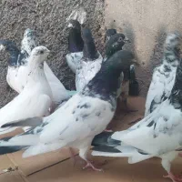 کبوتر پاکستانی|پرنده|خورموج, |دیوار