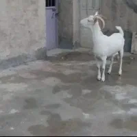 ۳راس بز سانن اصل