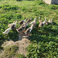 غاز|حیوانات مزرعه|گنبد کاووس, |دیوار