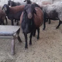 قوچ افشاری|حیوانات مزرعه|نیشابور, ماروسک|دیوار