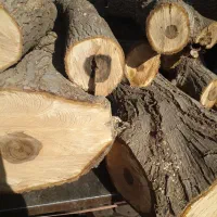 خرید انواع درخت