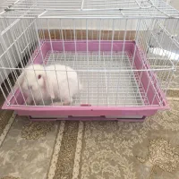 خرگوش با مزه