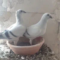 کفتر کبوتر انواع نژاد|پرنده|اهواز, بیست متری شهدا|دیوار