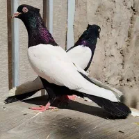 کبوتر سینه سیاه دم سفید کله کلاغ کربلایی چپ طوقی