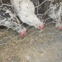 جوجه مرغ سوزنی و پنگوئنی