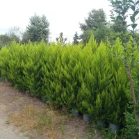 تولیدی لاوسن از نشا تا سطل ۱۲