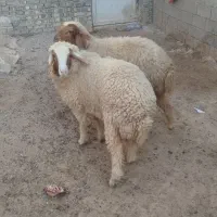 بره ماده|حیوانات مزرعه|اهواز, کمپلو جنوبی|دیوار