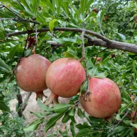 انار درجه یک