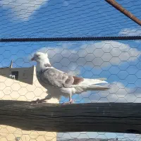 کفتر فروشی ساعت بالا