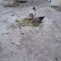 مرغ‌تخمگذار