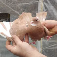 کبوتر ناب|حیوانات|اسلام‌شهر, مطهری|دیوار