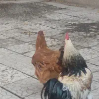 قیمت توافقی|پرنده|کنگاور, |دیوار