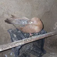 کبوتر|پرنده|زنجانرود, |دیوار