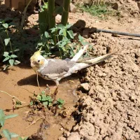 عروس هلندیم گم شده