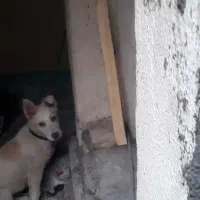 توله سگ هاسکی ۴ ماهه