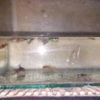 آکواریوم به همراه ماهی|ماهی|اردبیل, |دیوار