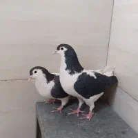 کفتر طوقی‌ افغانی چادری  سرخ  شازده پرشی رنگی. نقش