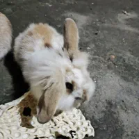 بچه خرگوش 35روزو 45روز|موش و خرگوش|رشت, یخسازی|دیوار