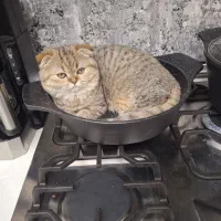 گربه اسکاتیش فولد