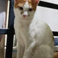 گربه گم شده