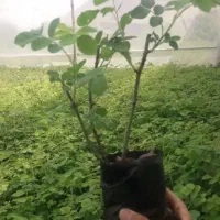 گل محمدی  عطری مخصوص گلاب قمصر کاشان به شرط|خدمات باغبانی و درختکاری|تهران, اتابک|دیوار