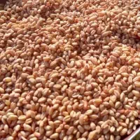 گندم دیم وابی بذری  پیشگام|خدمات باغبانی و درختکاری|حمیل, |دیوار