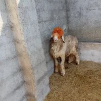 بره تخمی|حیوانات مزرعه|ایذه, |دیوار