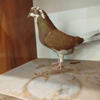 کبوتر کفتر پرنده