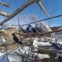 کبوتر پرشی|حیوانات|قیدار, |دیوار