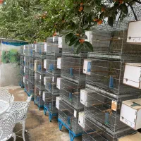 قفسه جفت خان تعداد 8جفت هر جفت 4 عدد|لوازم جانبی حیوانات|تهران, درکه|دیوار