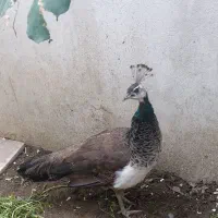 طاووس سالم و سر حال