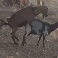 نربز آلپایین