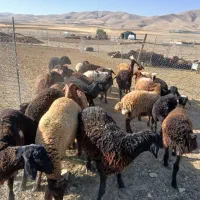 بره ماده