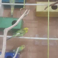 فنچ و،... عروس