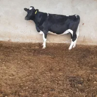 گاو گوساله تلیسه