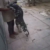 سگ دالمیشن نر و ماده|سگ|آفتاب, |دیوار