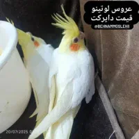 عروس هلندی نر و ماده سخنگو|پرنده|بابل, |دیوار