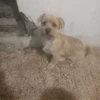 پاکوتاه اشپیتز دوماهه