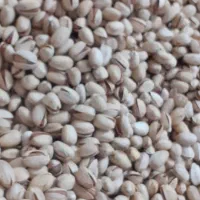 پسته اکبری کله قوچی