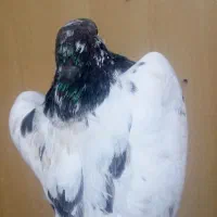 کفتربا تعداد بالا