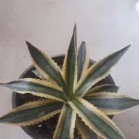 آگاو ابلق مینیاتوری