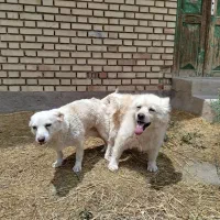 پاکوتا|سگ|یامچی, |دیوار