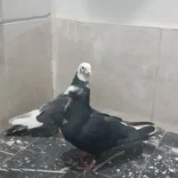 کبوتر|حیوانات|قم, باغ کرباسی|دیوار